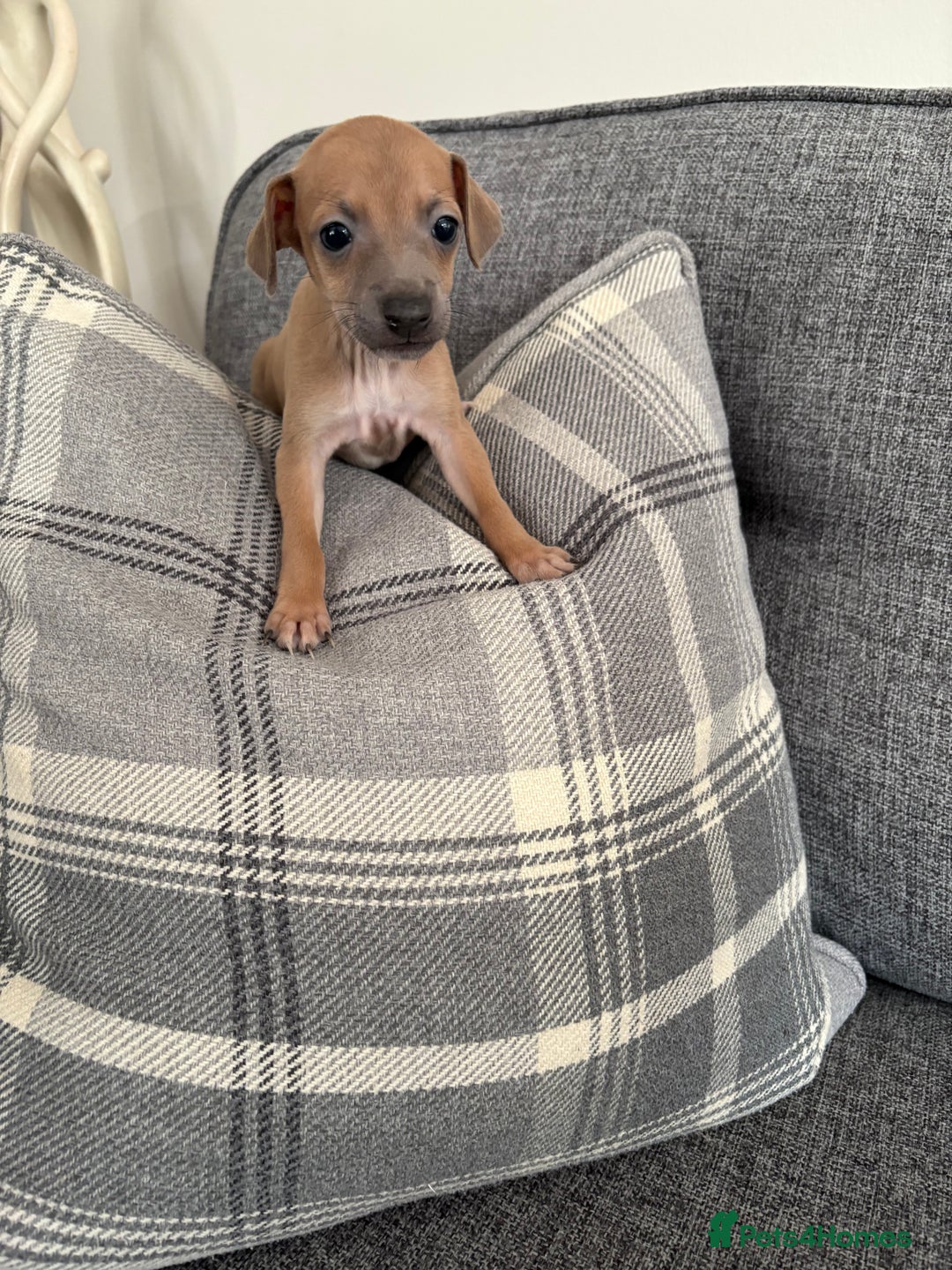 Italian Greyhound dogs for sale: Italian greyhound puppies  - Image 9