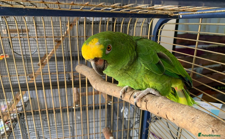 Parrots birds - Advert 15