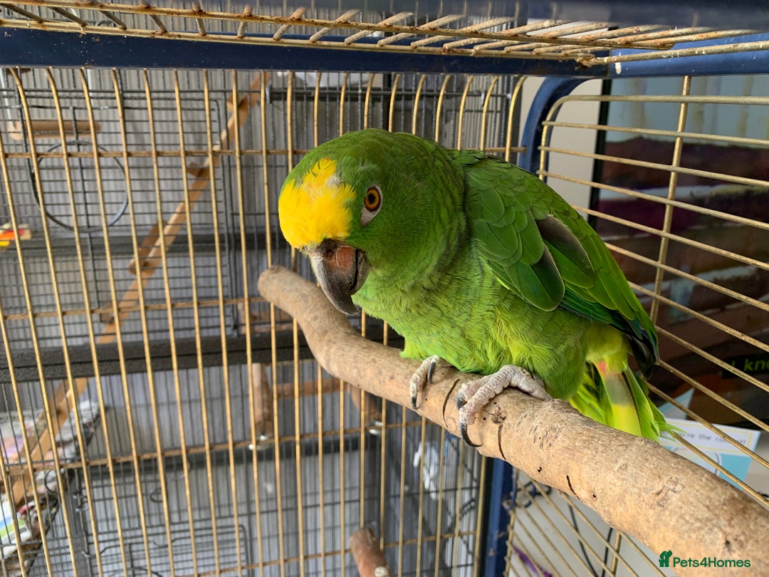 Parrots birds for sale: Amazon Parrot - Image 1