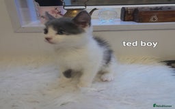 Siamese cats for sale: Bi colour blue and white kittens - Image 25