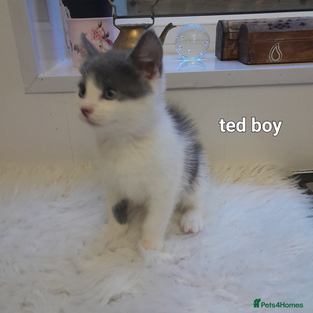 Siamese cats for sale: Bi colour blue and white kittens - Image 25
