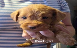 Labradoodle dogs for sale: Labradoodle multigen medium sized - Image 5