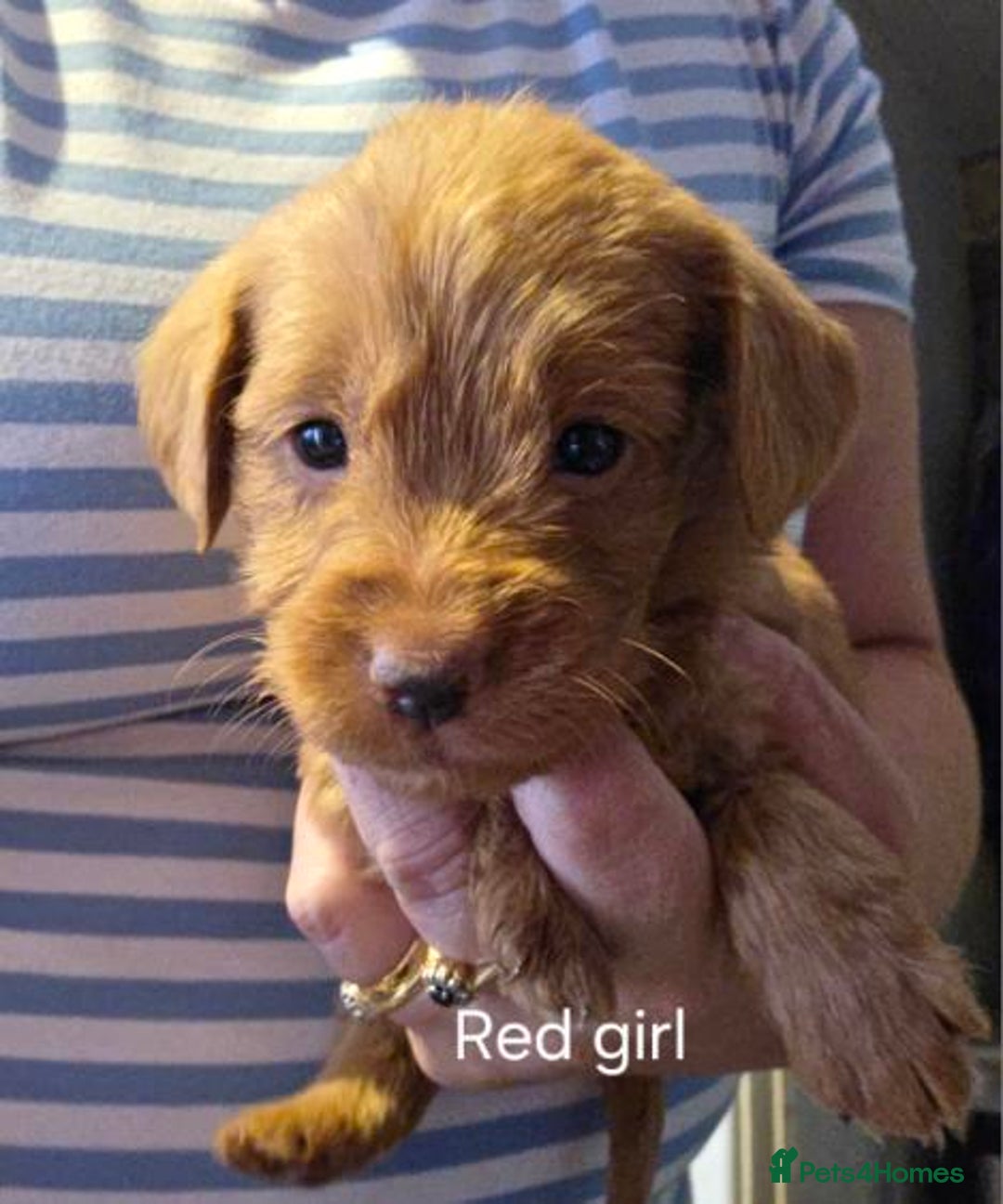 Labradoodle dogs for sale: Labradoodle multigen medium sized - Image 5