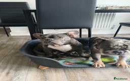 French Bulldog dogs for sale: Frenchies for sale - Image 4