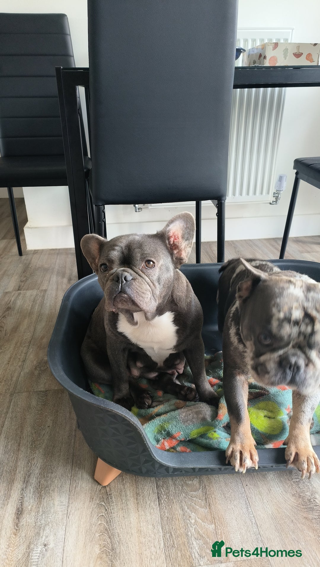 French Bulldog dogs for sale: Frenchies for sale - Image 4