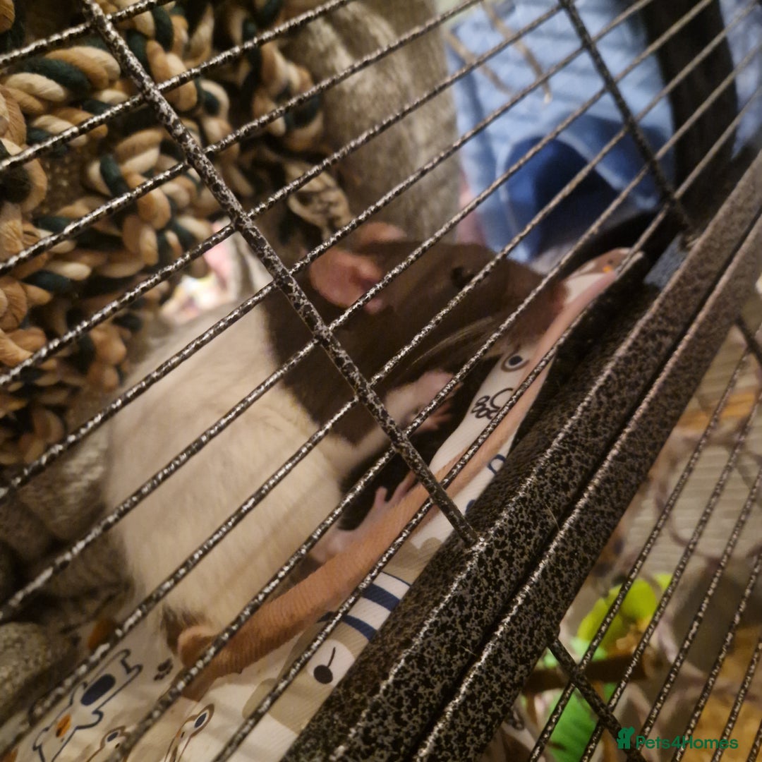 Rat rodents for sale: 3xfemale rats  - Image 6