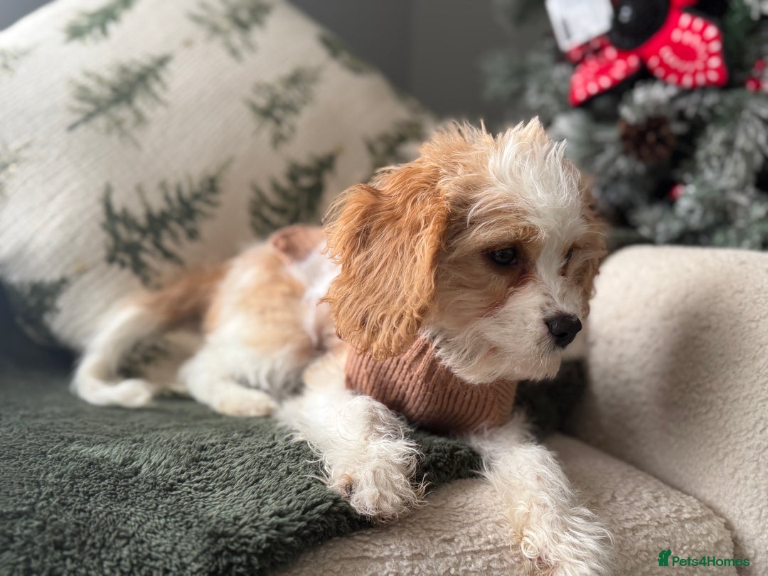 Cavapoo dogs for sale: The sweetest red and white Cavapoo girl  - Advert 2