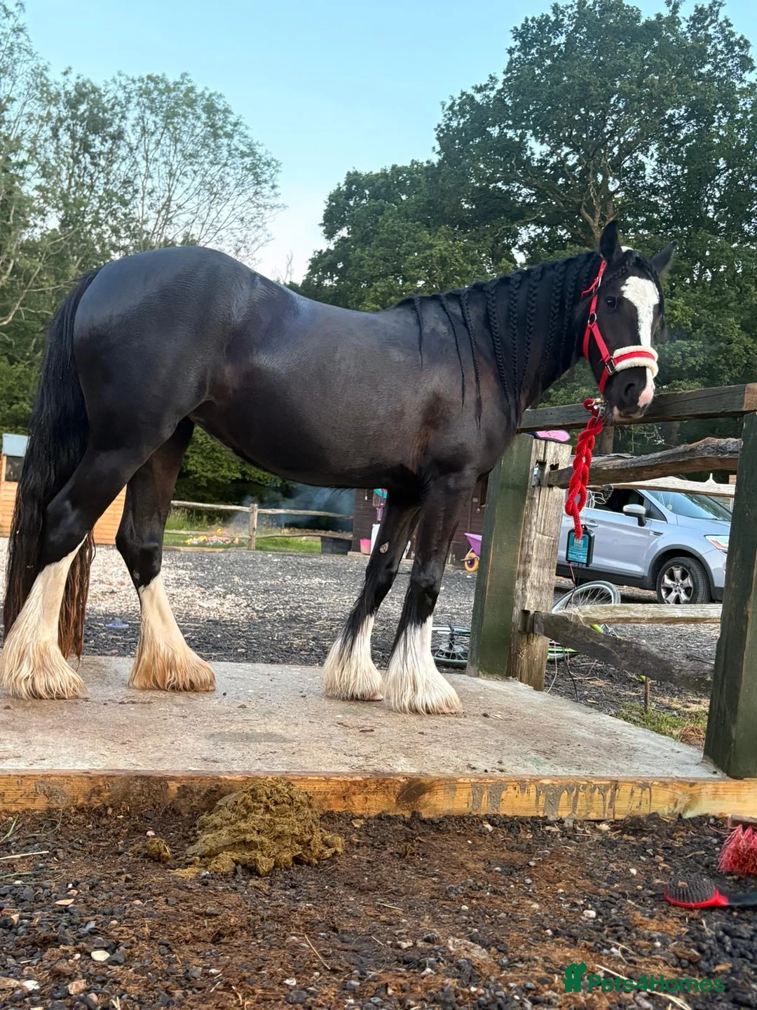 Irish Cob horses for sale: Cob riding pony name moon in Pulborough - Advert 2