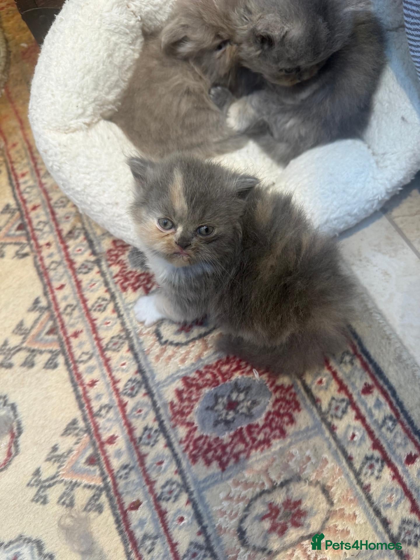 Persian cats Pure-bred Persian Kittens - Reserve Now - £750 - Advert 2