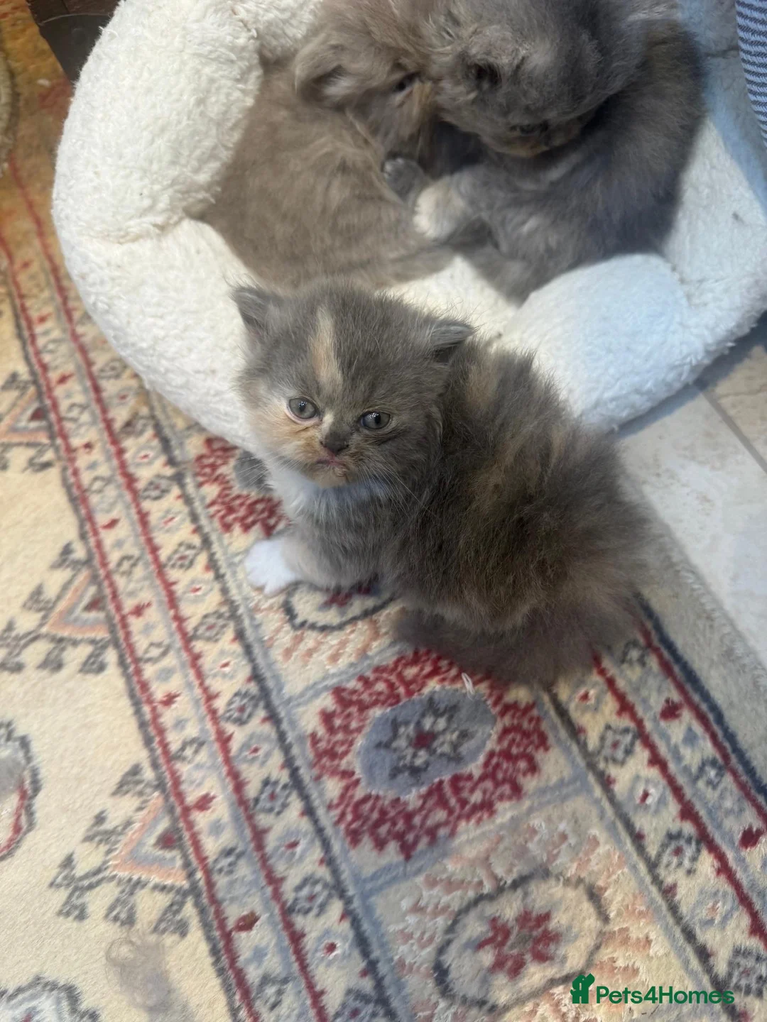Persian cats for sale: Pure-bred Persian Kittens - Reserve Now - £750 - Advert 2