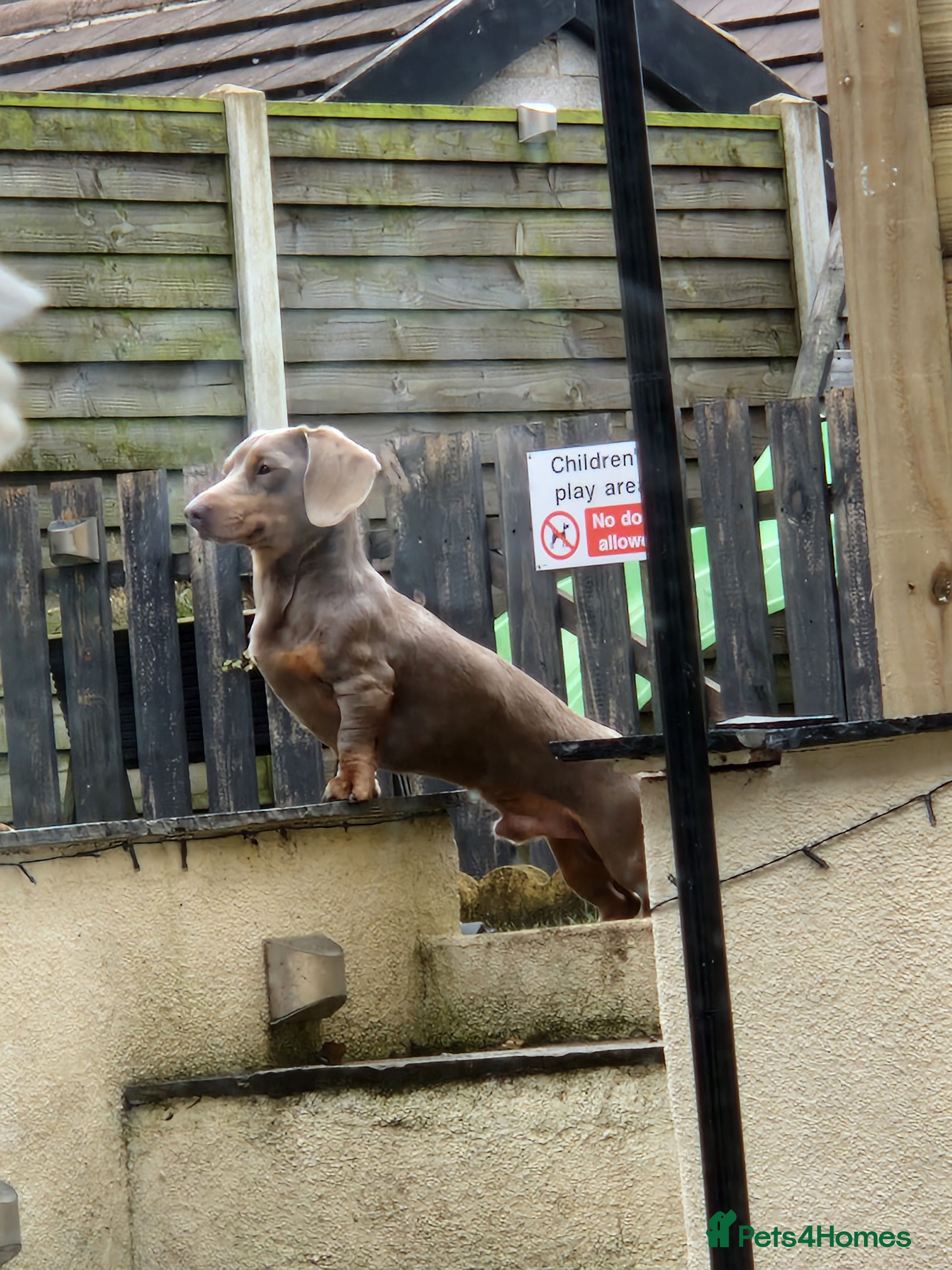 Miniature Dachshund dogs For stud my boy Dinky  in Alfreton - Advert 14