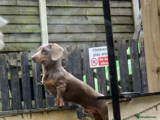 Miniature Dachshund dogs For stud my boy Dinky in Alfreton - Advert 14