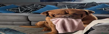 Dogue De Bordeaux 1