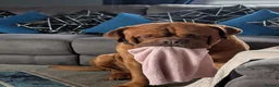 Dogue De Bordeaux dogs for sale: Thor and storm  in Mauchline - Advert 13