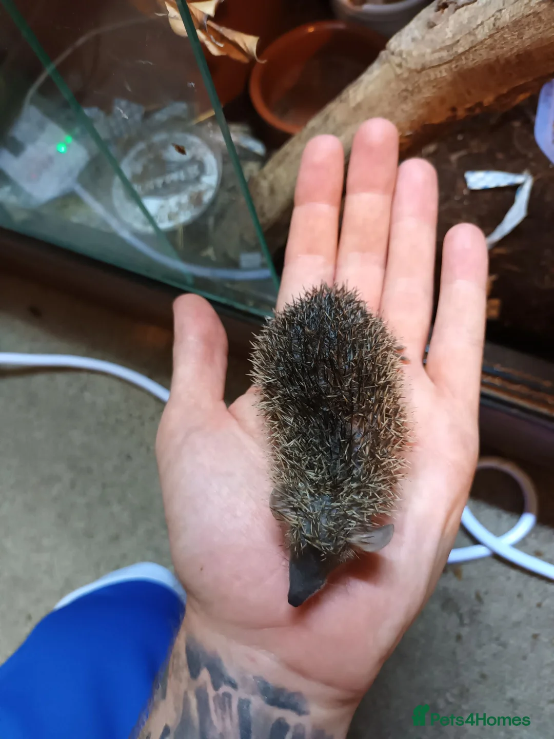 Mixed Breed reptiles for sale: Lesser Hedgehog Tenrecs - Advert 2