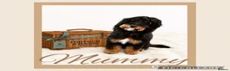 Australian Labradoodle dogs for sale: Multigenerational Australian Labradoodle puppies - Advert 24