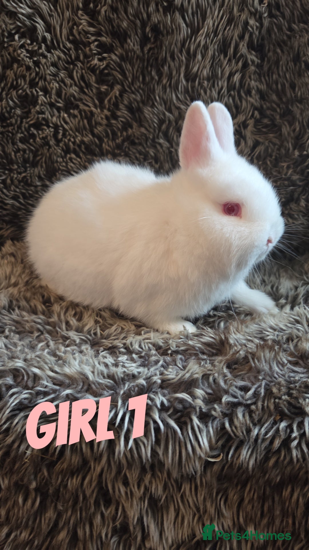 Netherland Dwarf rabbits for sale: Baby Netherland Dwarfs  - Advert 4