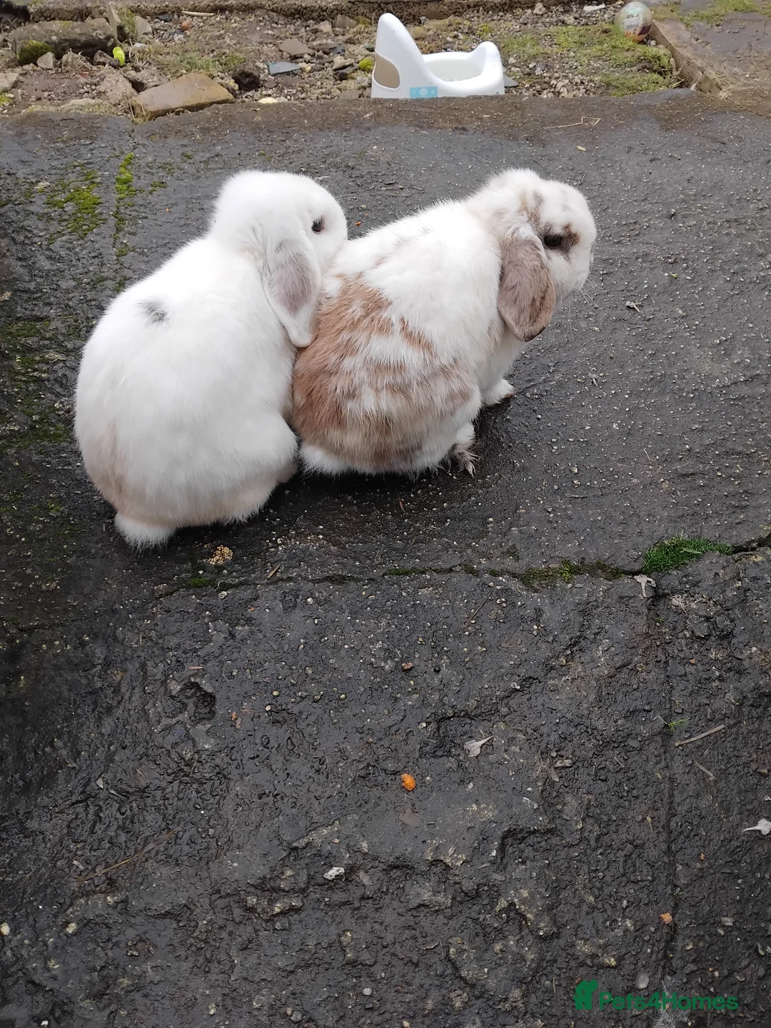 Mini Lop rabbits for sale: 2x mini lop brothers. 1 year old in Camborne - Advert 4