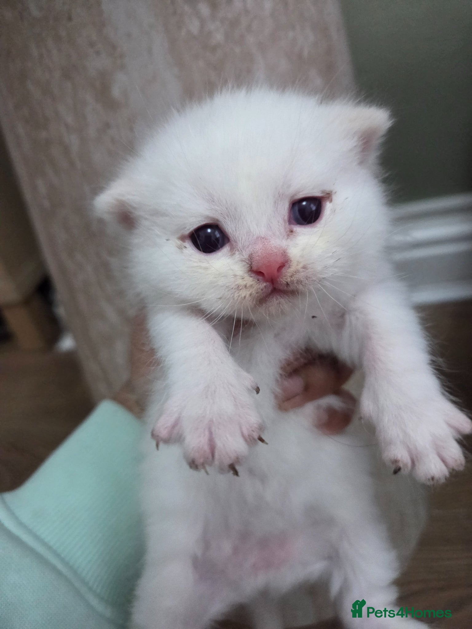 Mixed Breed cats 🐱 Bshxpersian cute kittens 🥰 - Advert 2