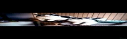Mixed Breed cats for sale: Maine coon cross kittens in Montrose - Advert 3