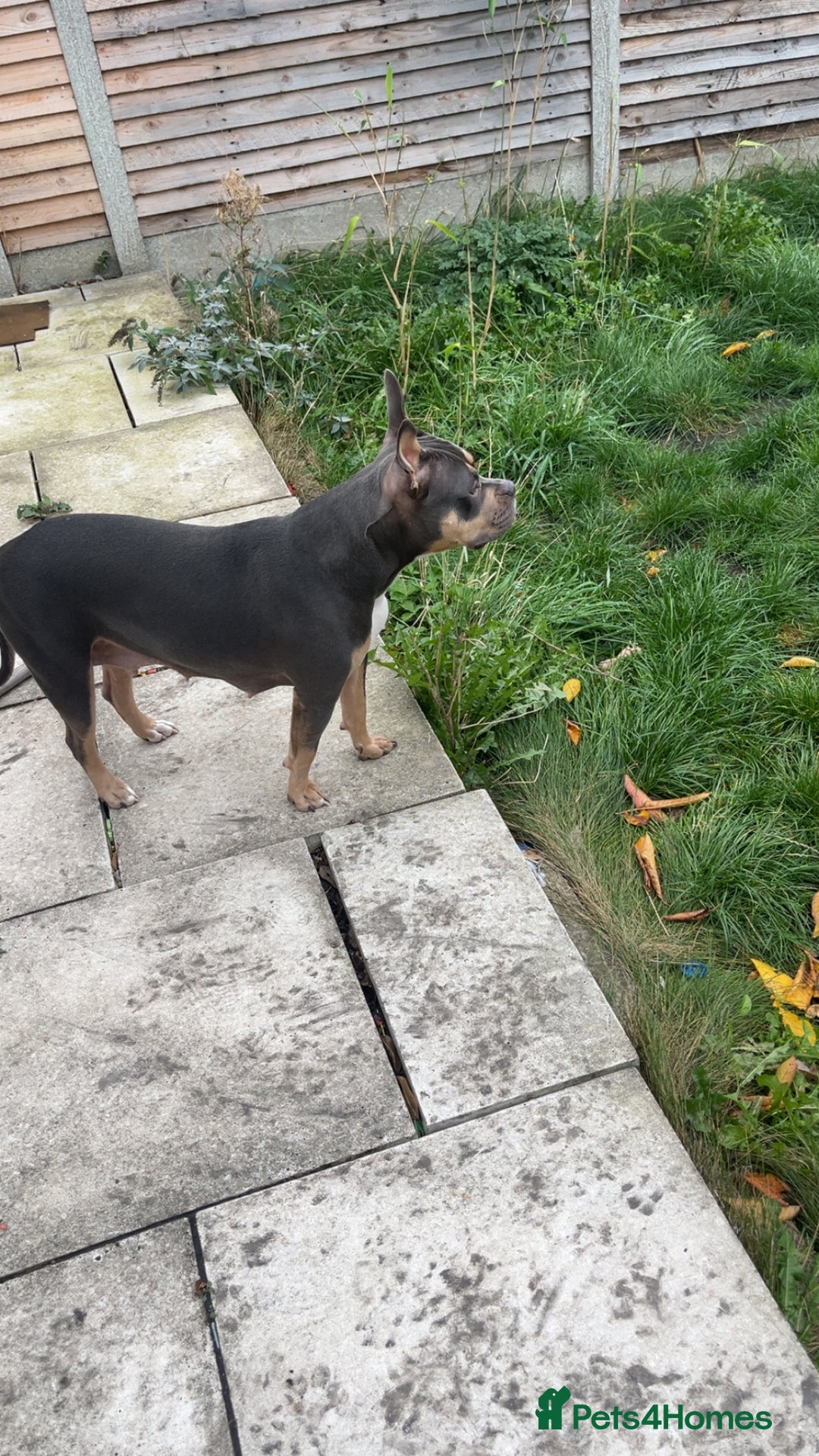 American Bully dogs for sale: Dolcee- American Bully- 1 year old - Advert 4