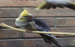 Cockatiels birds for sale: Young Cockatiels - Image 36