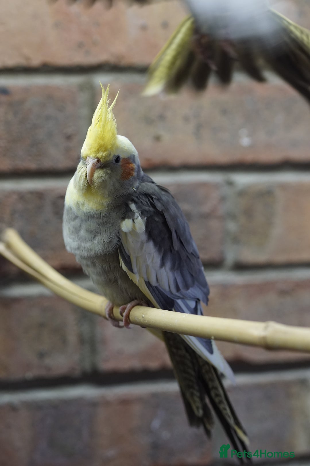 Cockatiels birds for sale: Young Cockatiels - Image 36