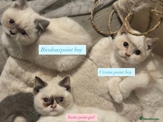 British Shorthair cats Colourpoint/tortie British shorthair kittens - Advert 14
