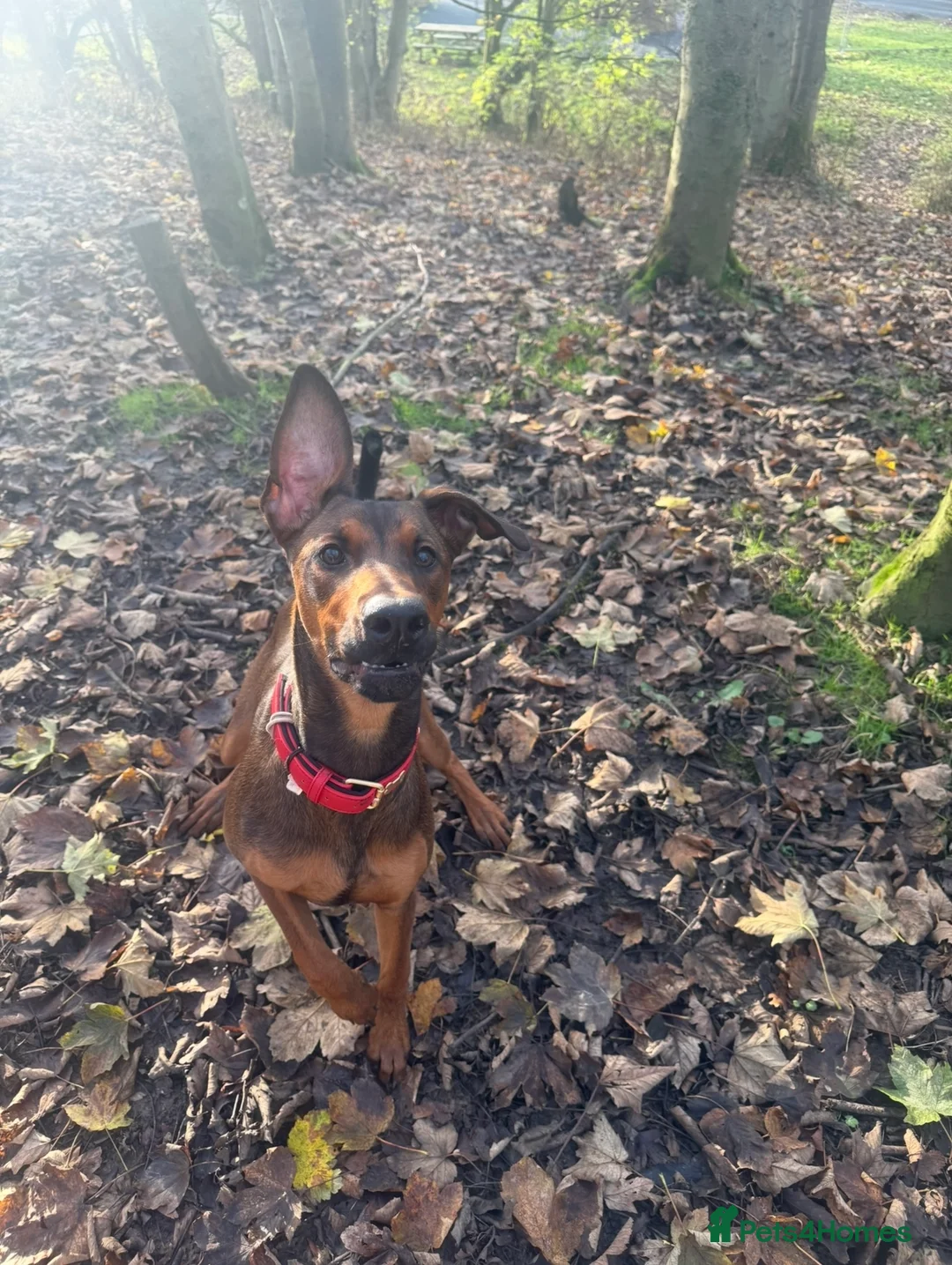 Mixed Breed dogs for sale: Cali  - Advert 5