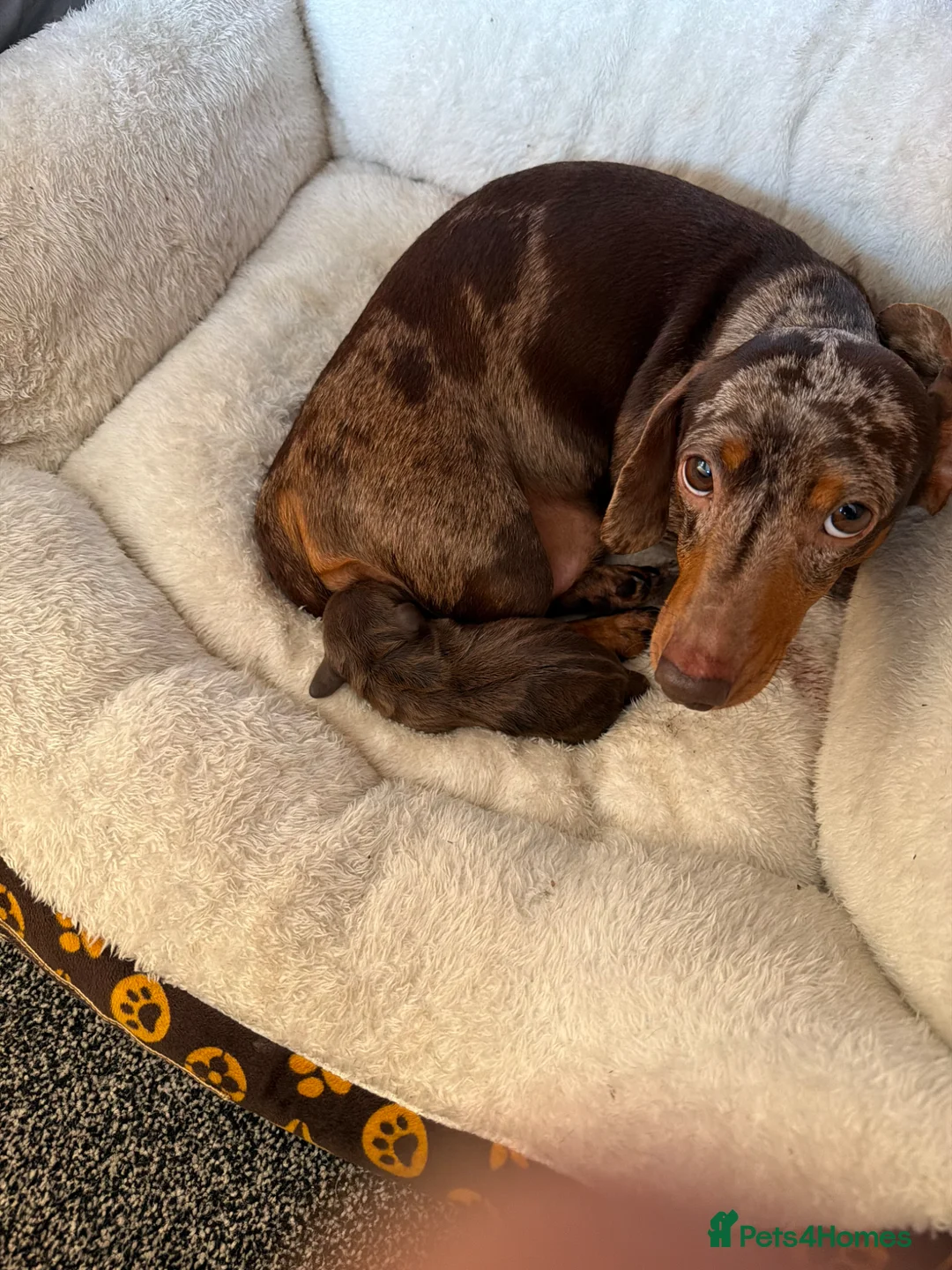Dachshund dogs for sale: Dachshund Puppies  in Bridgwater - Advert 1