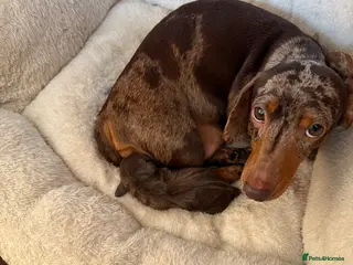 Dachshund dogs Dachshund Puppies - Advert 10