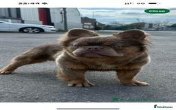 French Bulldog dogs for sale: Beautiful fluffy/ fluffy carrier Frenchie pups  - Image 30