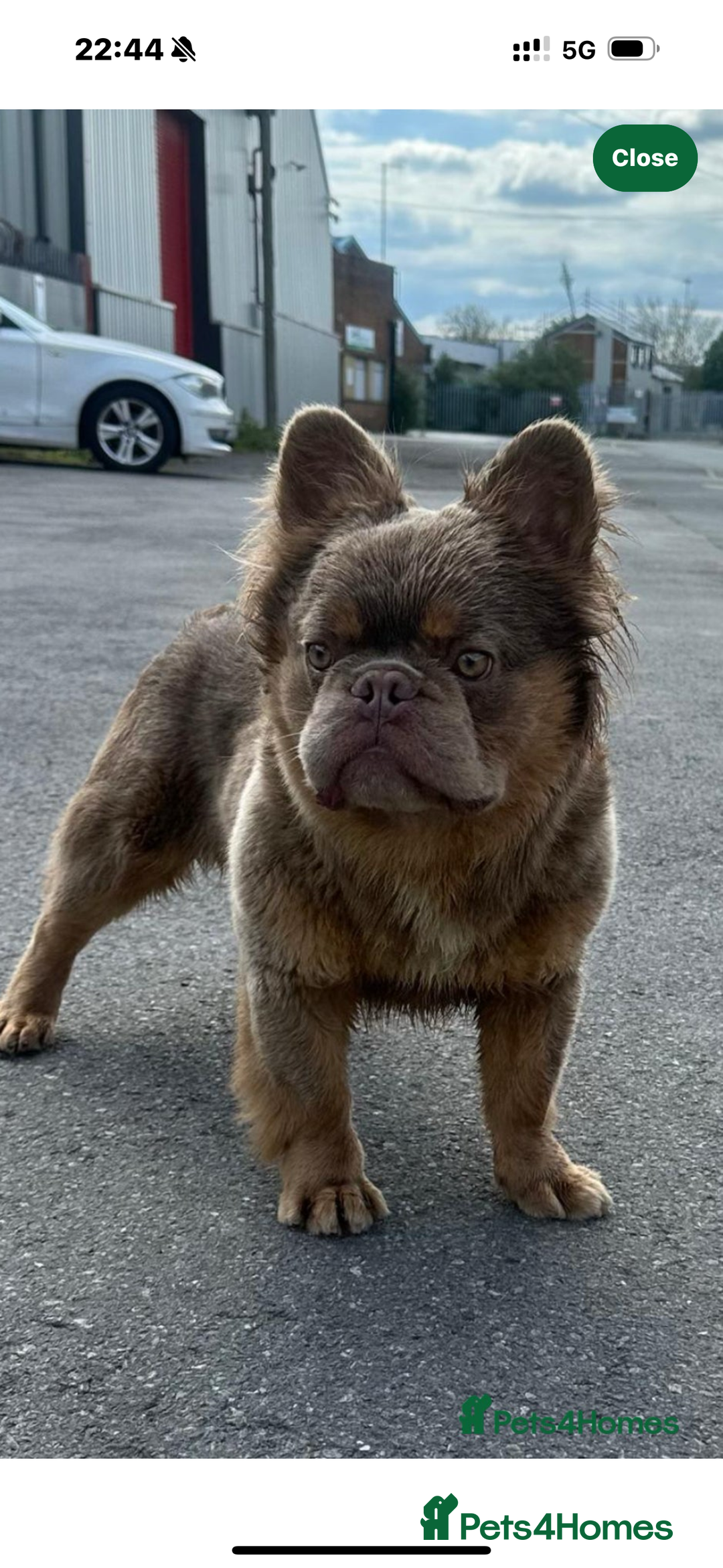 French Bulldog dogs for sale: Beautiful fluffy/ fluffy carrier Frenchie pups  - Image 30