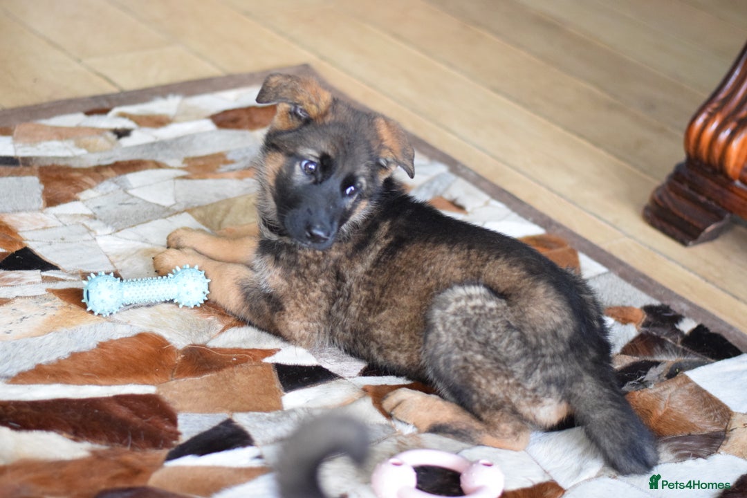 German Shepherd dogs for sale: German Shepherd Puppies - Image 18