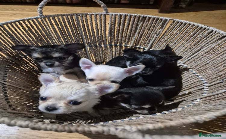 Chihuahua dogs - Advert 6
