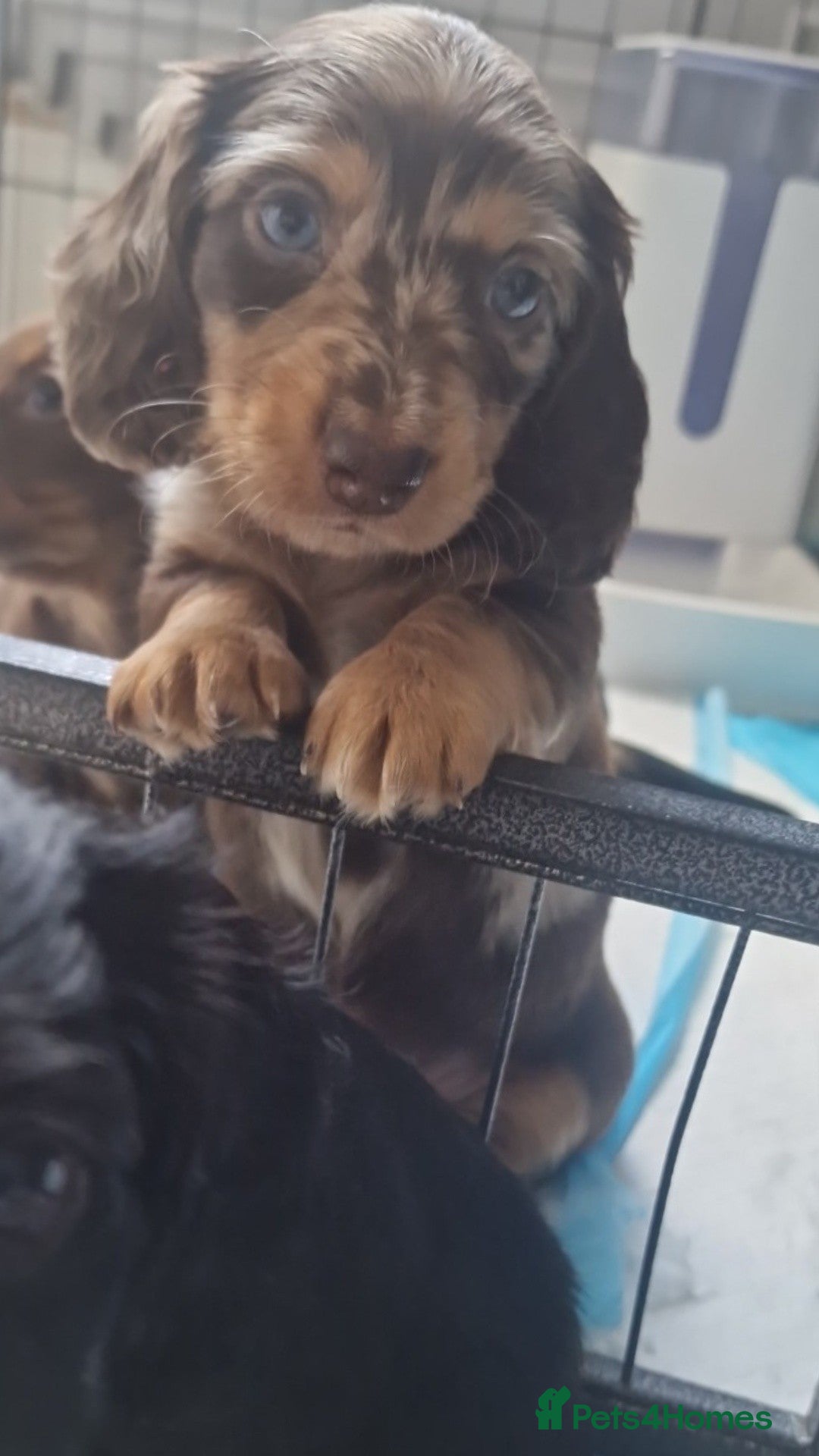 Miniature Dachshund dogs Outstanding dachshunds  - Advert 4