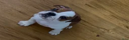English Bulldog dogs for sale: 3 Red and white English bulldogs KC registered  - Advert 3
