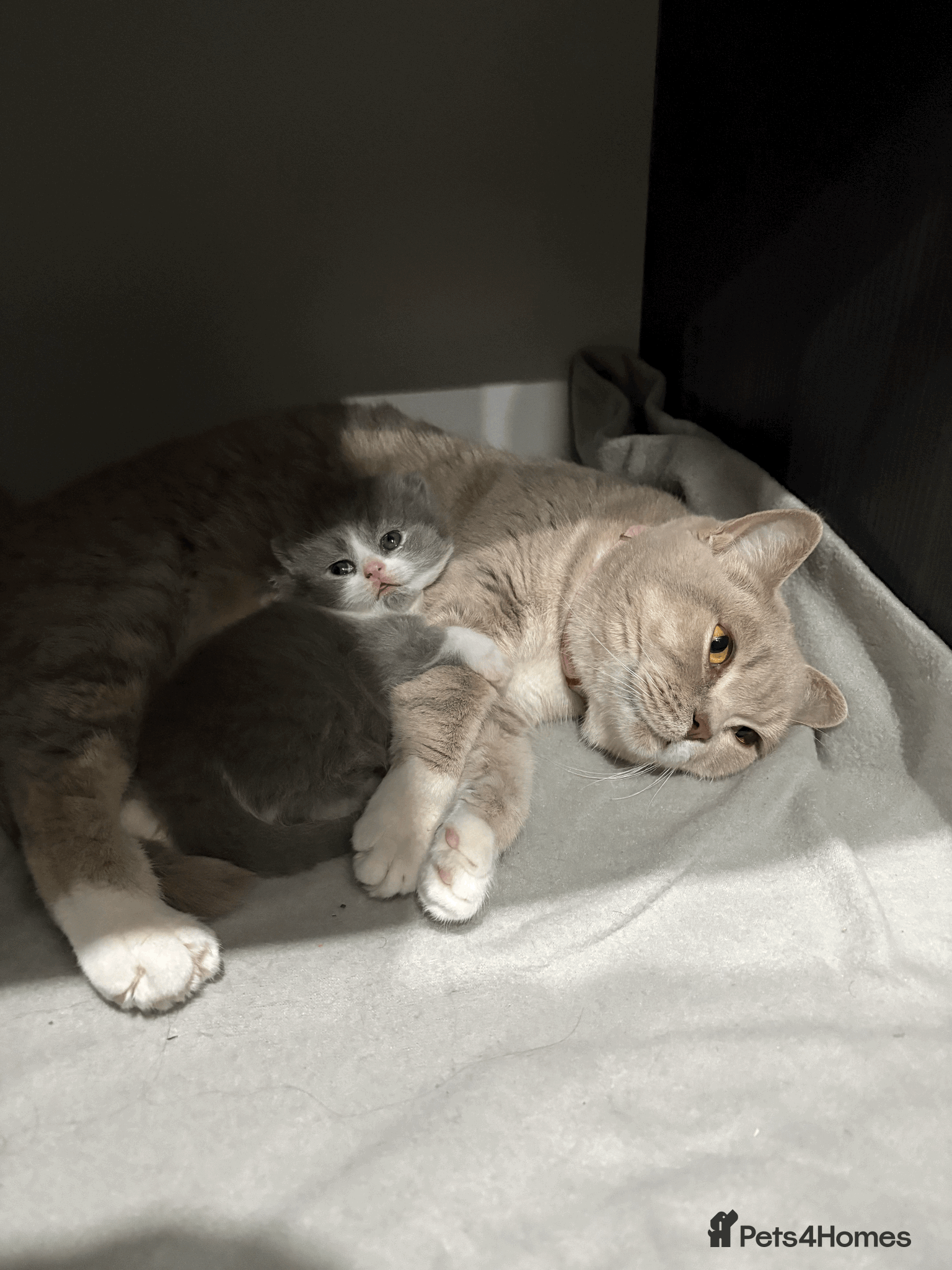 British Shorthair cats for sale: ❤️Beautiful British Shorthair❤️ - Advert 5
