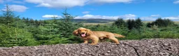 Cocker Spaniel dogs for stud: Stud Available- KC Registered Show Cocker Spaniel - Advert 2