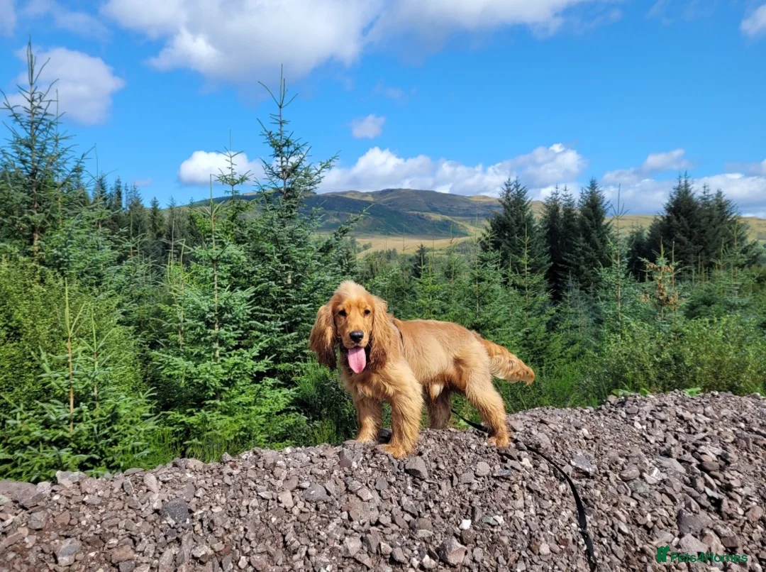 Cocker Spaniel dogs for stud: Stud Available- KC Registered Show Cocker Spaniel - Advert 2