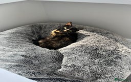 Domestic Shorthair cats for sale: Two beautiful cats looking for a new loving home. - Advert 14