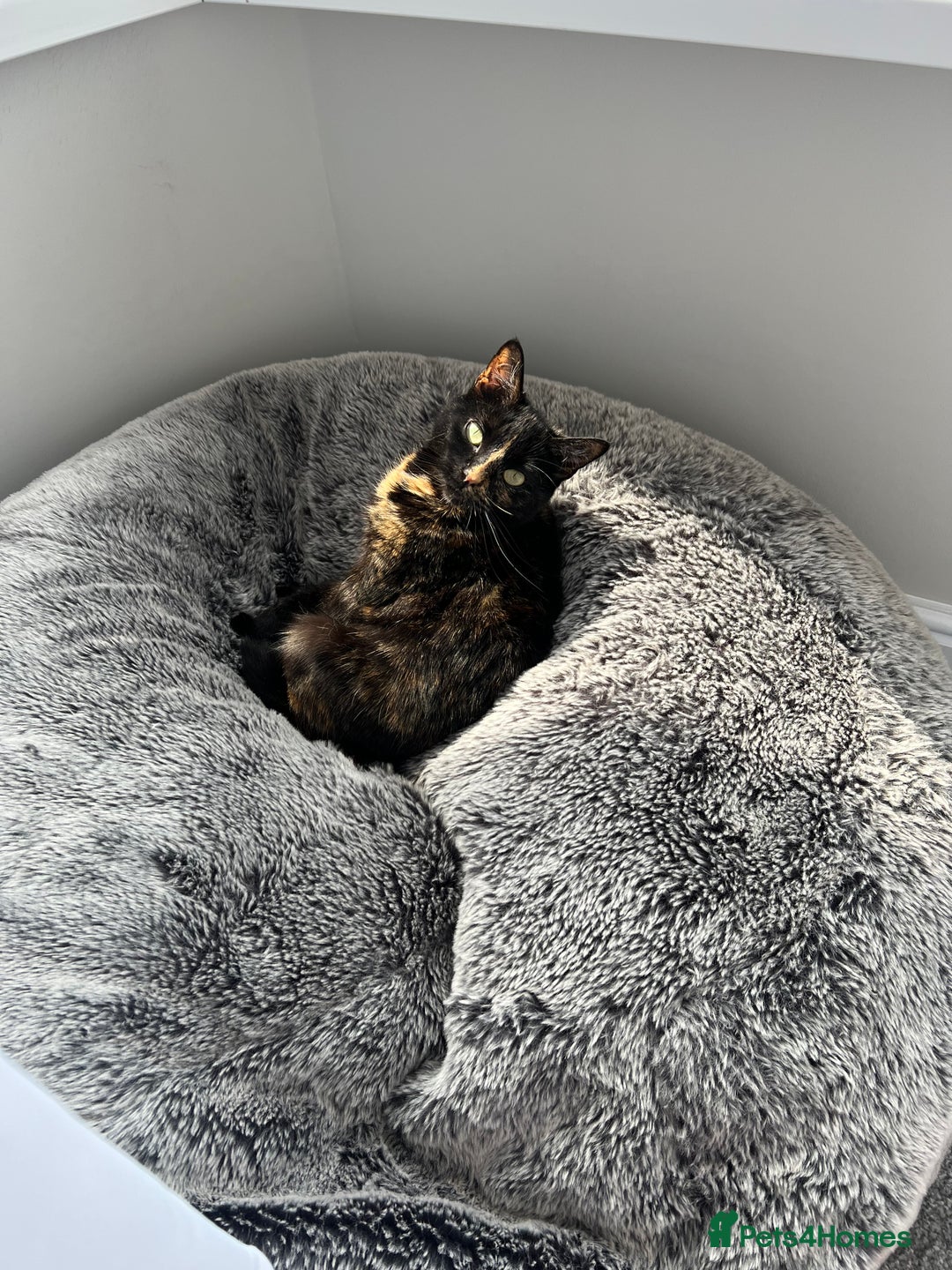 Domestic Shorthair cats for sale: Two beautiful cats looking for a new loving home. - Advert 14