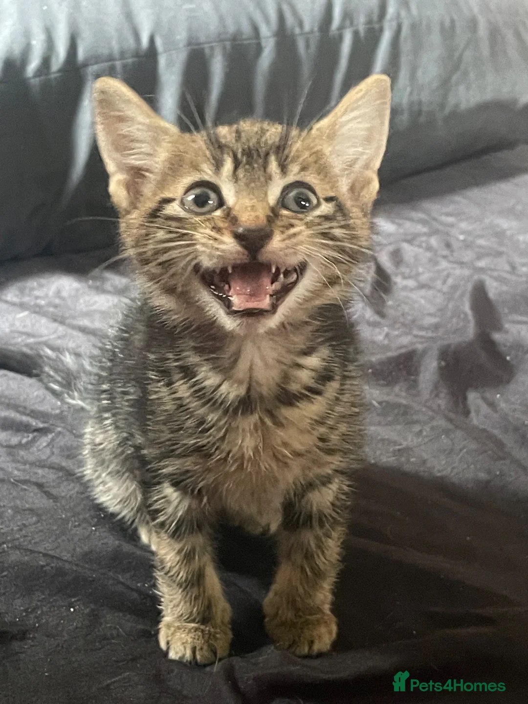 Mixed Breed cats for sale: Toast  in Telford - Advert 5