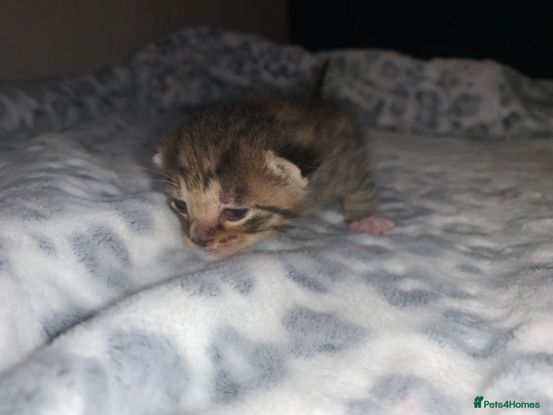 Mixed Breed cats for sale: Bright tabby’s and black kittens  - Advert 28