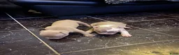American Bully dogs for sale: Pocket bullies  in Sheffield - Advert 9