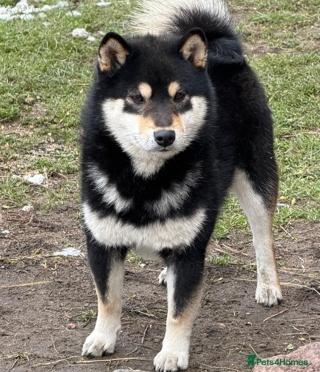 Japanese Shiba Inu dogs for sale: Japanese Shiba health tested , champion bloodline  - Advert 5