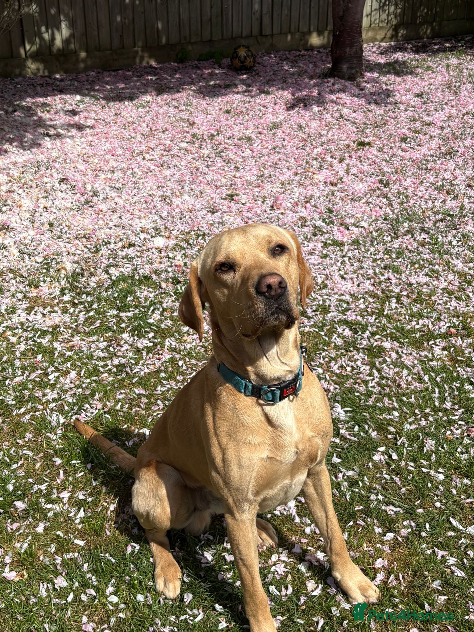 Labrador Retriever dogs Billy - 3YO Labrador Retriever Stud in Oxfordshire - Advert 1