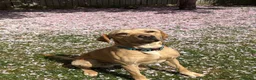 Labrador Retriever dogs for stud: Billy - 3YO Labrador Retriever Stud in Oxfordshire - Advert 1