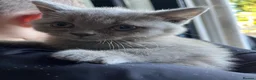 British Shorthair cats for sale: 2 boy kittens - Advert 5
