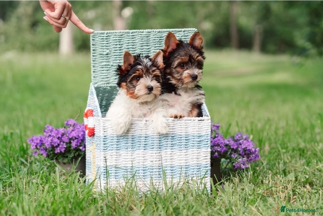 Yorkshire Terrier dogs Purebred 4 Generation Puppies - Advert 2